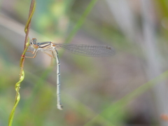 Xanthagrion erythroneurum