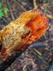 Phanerochaete sanguinea