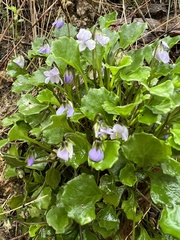 Viola sieberiana