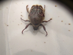 Euphoria leucographa