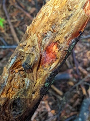 Phanerochaete sanguinea