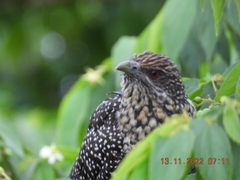 Eudynamys scolopaceus