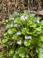 Viola sieberiana