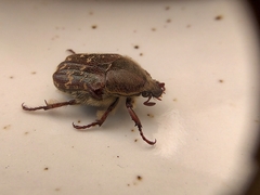 Euphoria leucographa