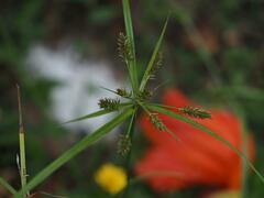 Cyperus cyperoides