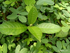 Varronia curassavica