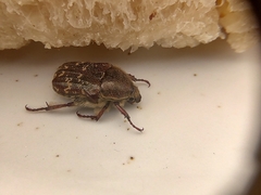 Euphoria leucographa