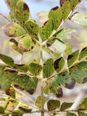 Cenostigma eriostachys