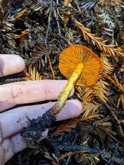 Dermocybe