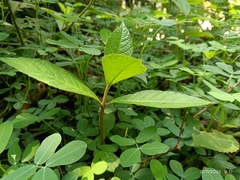 Varronia curassavica