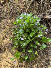 Viola sieberiana
