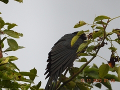 Eudynamys scolopaceus