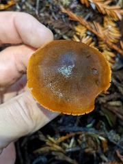 Dermocybe