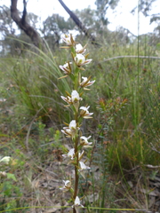 Prasophyllum odoratum