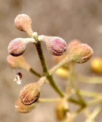 Cenostigma eriostachys