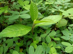 Varronia curassavica