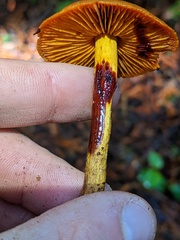 Dermocybe