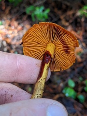 Dermocybe