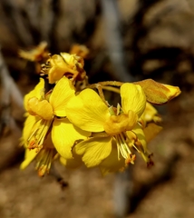 Cenostigma eriostachys