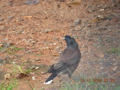 Acridotheres tristis