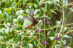 Chrysolampis mosquitus