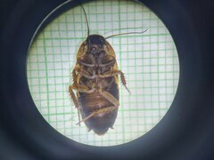 Blaberidae
