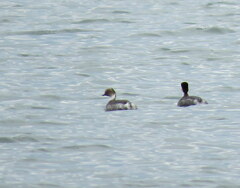 Podiceps occipitalis