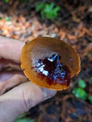 Dermocybe