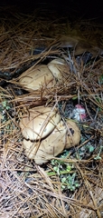 Suillus brevipes