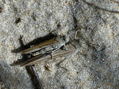 Trimerotropis maritima