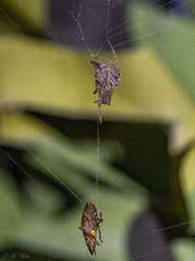 Eriophora edax
