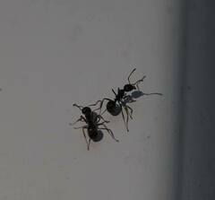 Dolichoderus thoracicus