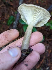 Ampulloclitocybe clavipes