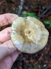Ampulloclitocybe clavipes