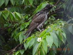 Eudynamys scolopaceus