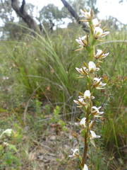 Prasophyllum odoratum