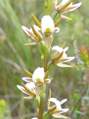 Prasophyllum odoratum