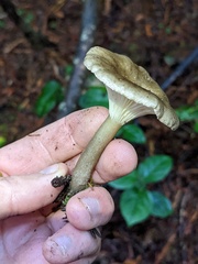 Ampulloclitocybe clavipes