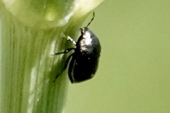 Thyreocoridae