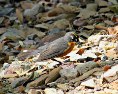 Basileuterus lachrymosus