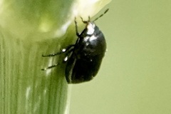 Thyreocoridae