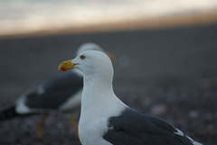 Larus livens