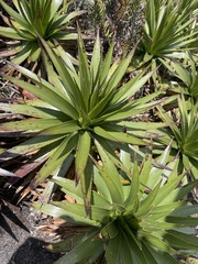 Furcraea andina