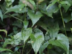 Leucauge celebesiana