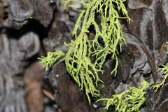 Letharia vulpina
