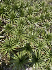 Furcraea andina