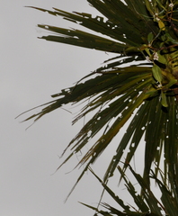 Epiphryne verriculata