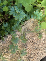 Selaginella uncinata