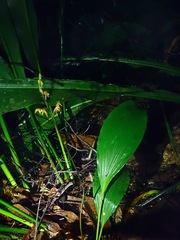 Plocoglottis javanica