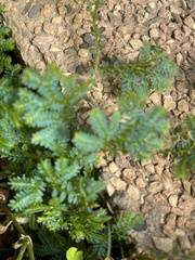 Selaginella uncinata